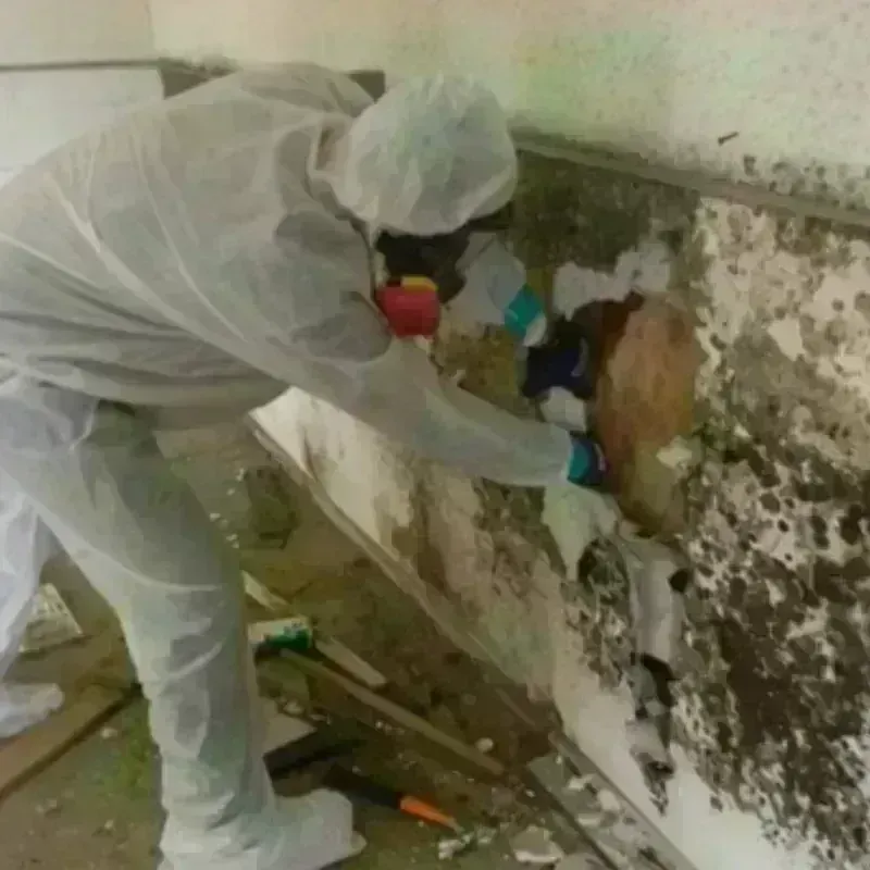 Mold Remediation and Removal in Bladen County, NC